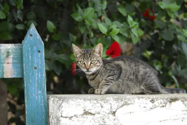 Młody Kotek Domowy Makrela Szara Ścianie Niebieskim Płotem Wyspa Tinos — Zdjęcie stockowe
