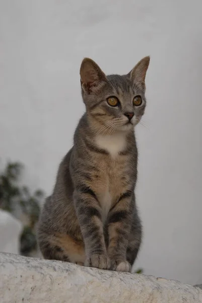 고양이 탭비와 화이트 걸음에 도데카네스 그리스 고양이 탭비와 화이트 걸음에 — 스톡 사진