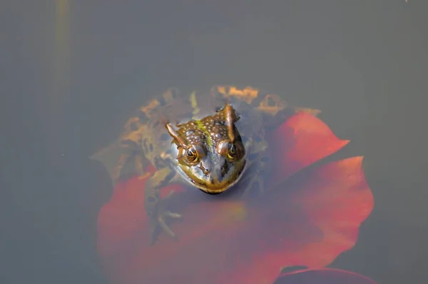 Vodní Žába Mladé Lilie Pad Zahradním Jezírku — Stock fotografie