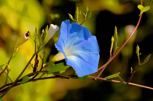 蔚蓝的晨光在花园里绽放 紫杉盛开 — 图库照片