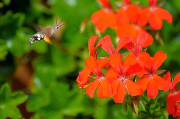 Butterfly Hummingbird Hawk Moth Macroglossum Stellatarum Geraniums Pigeon Tail Dove — Stock Photo, Image