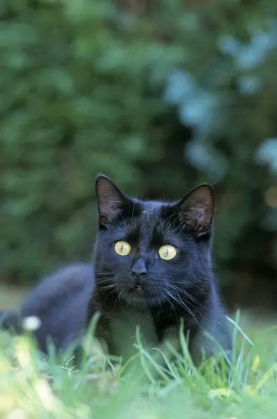 Schwarze Katze Auf Dem Gras — Stockfoto