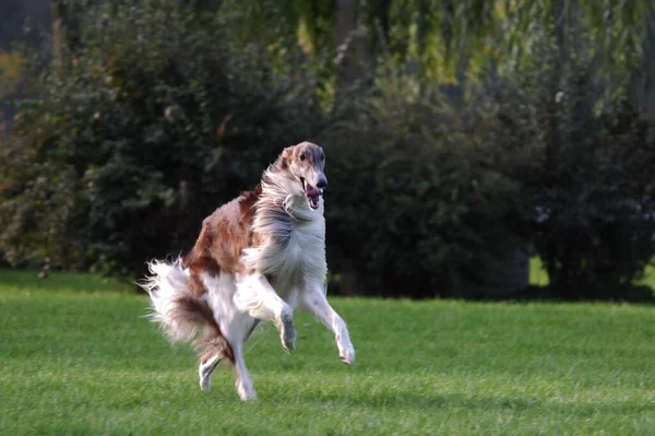 Borzoi Ρωσικό Λαγωνικό Canis Lupus Familiaris Αρσενικό Τρέχει Ένα Λιβάδι — Φωτογραφία Αρχείου