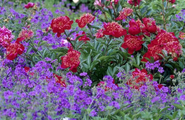 Peonías Coloridas Jardín — Foto de Stock