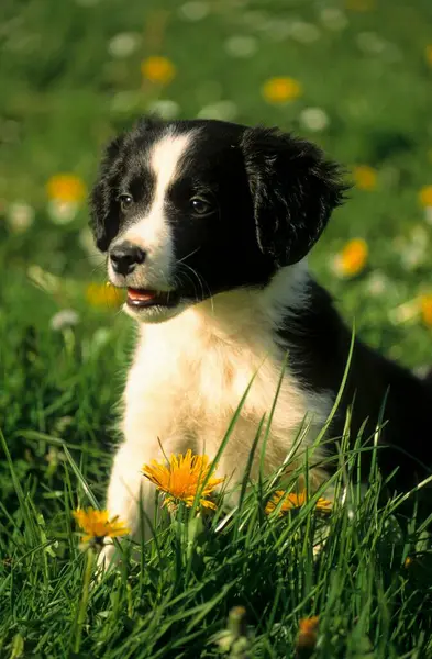 Doğada Güzel Bir Border Collie Köpeği — Stok fotoğraf