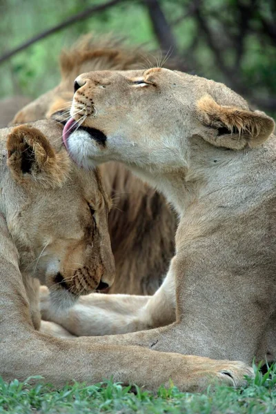 León Africano Panthera Leo Parque Nacional Kruger Reserva Caza Privada —  Fotos de Stock