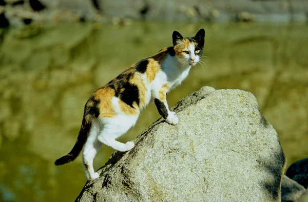 黒い赤い白色の発見された猫 黒い赤い白色の発見された子猫 — ストック写真