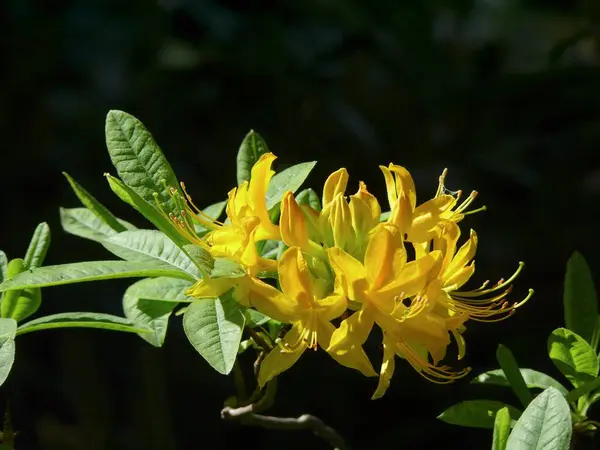 Рододендрон Цветет Саду — стоковое фото