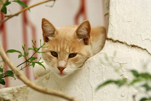Domestic Cat Cream Tabby Peering Wall Tinos Island Cycladen Griekenland — Stockfoto