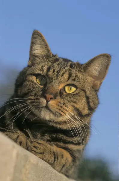 Gato Doméstico Tabby Macho — Fotografia de Stock