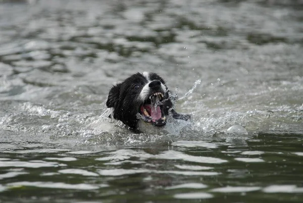 Border collie swimming with open muzzle, catching drops of water, FCI Standard No. 297/1. 1, border collie is swimming with open muzzle, catching drops of water