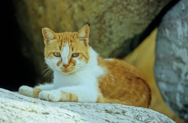 Czerwono Biały Kot Leży Cieniu Kamiennych Skał — Zdjęcie stockowe