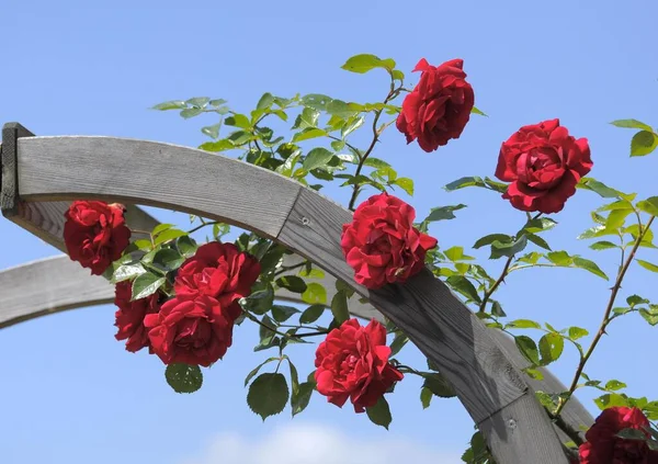 Red Roses Rose Arch — Stock Photo, Image