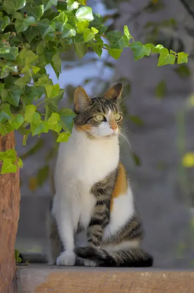 귀여운 집고양이를 가까이 — 스톡 사진