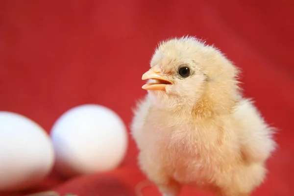 Cute Chick Closeup View — Stock Photo, Image