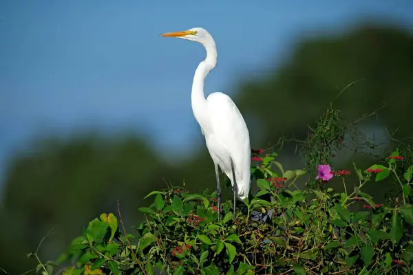 Great egret, Pantanal, Brazil, adult, on tree Great White Egret (Casmerodius albus), Brazil Great White Egret, Brazil, on tree Great White Egret, South America