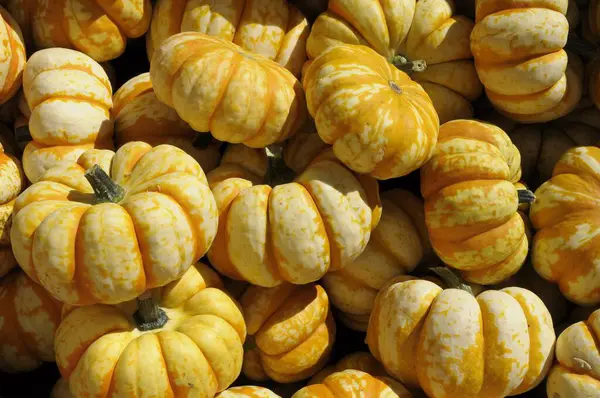 Various Pumpkins Field — Stock Photo, Image
