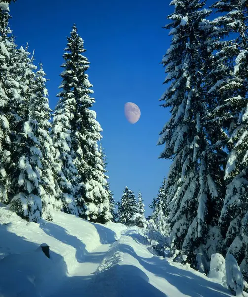 Trees Covered Snow Fir Forest Edge Forest Garmisch Partenkirchen Alpine — Stock Photo, Image