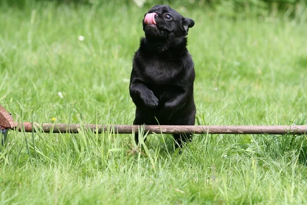 Pug Přeskočí Malou Překážku Zahradě — Stock fotografie