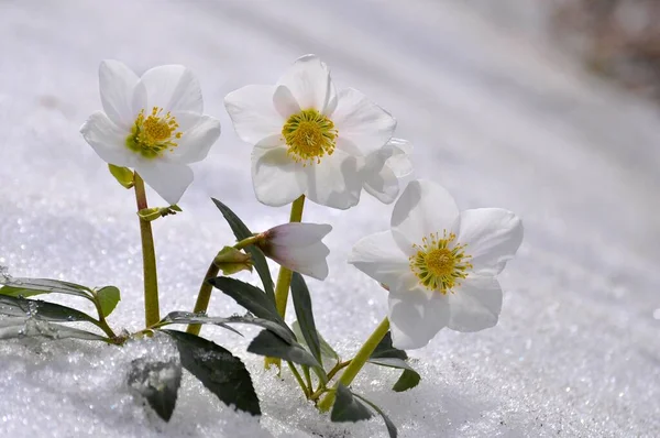 Rosas Neve Rosas Natal Helleborus Niger Neve Degelo — Fotografia de Stock