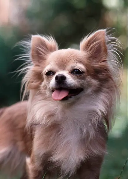ポメラニアの犬の肖像画のクローズアップビュー — ストック写真