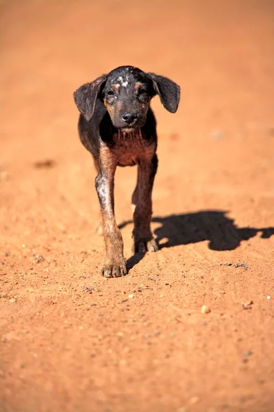 Chien Domestique Canis Forme Pantanal Brésil Jeune Animal Chien Canis — Photo