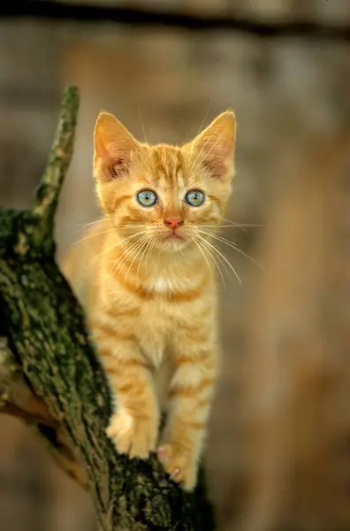 幼小的家猫坐在树枝上 — 图库照片