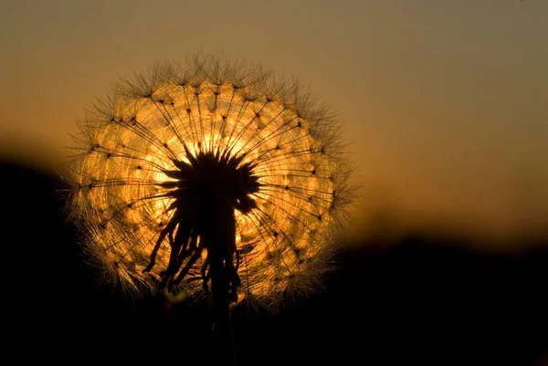 Dandelion Dalam Cahaya Latar Dandelion Umum Sekte Taraxacum Ruderalia — Stok Foto