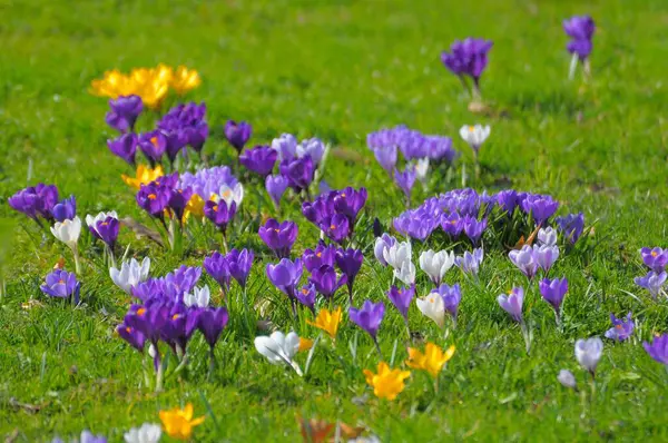Crocus Spring Crocus Crocus Vernus Spring Saffron Baden Baden Lichtentaler — Stock Photo, Image