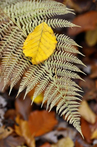 Jesienny Liść Buku Paproci Lesie — Zdjęcie stockowe