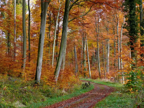Sonbaharda Renkli Kadın Güzel Sonbahar Ormanı — Stok fotoğraf
