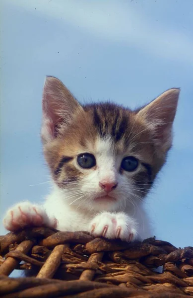 Młody Kotek Domowy Koszyku — Zdjęcie stockowe