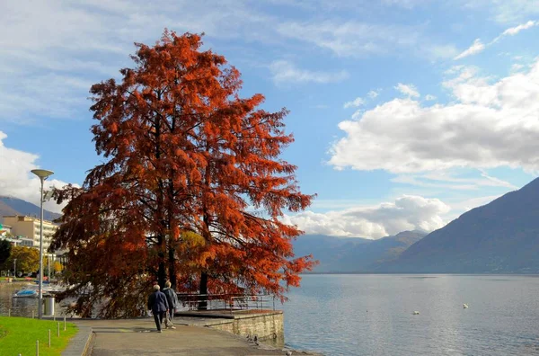 Швейцария Озеро Маджоре Тичино Локарно Лодочная Гавань Осень Озере Маджоре — стоковое фото