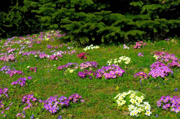 Primrozen Primula Vulgaris Bloeien Tuin Hybride — Stockfoto