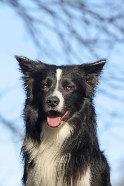 自然の背景に美しいボーダーコリー犬 — ストック写真
