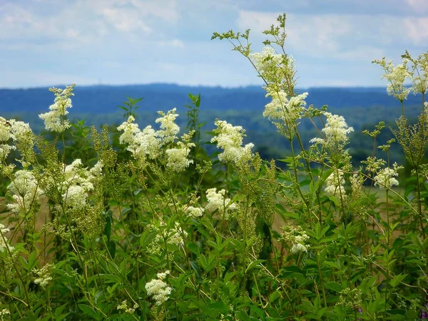 stock image Medicinal plant : Meadowsweet (Filipendula ulmaria) flowering, True meadowsweet