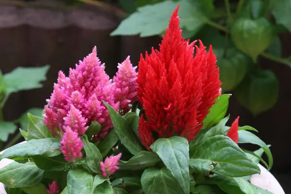 Barevné Kvetoucí Květiny Letní Zahradě — Stock fotografie