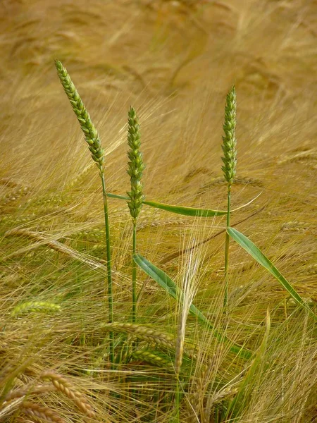 Пшеничные Уши Ржаном Поле — стоковое фото
