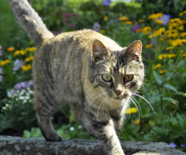 Porträt Einer Grauen Katze Beim Spaziergang — Stockfoto
