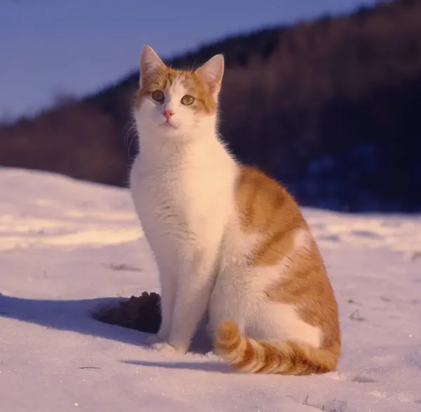 Kot Domowy Czerwony Biały Śniegu — Zdjęcie stockowe