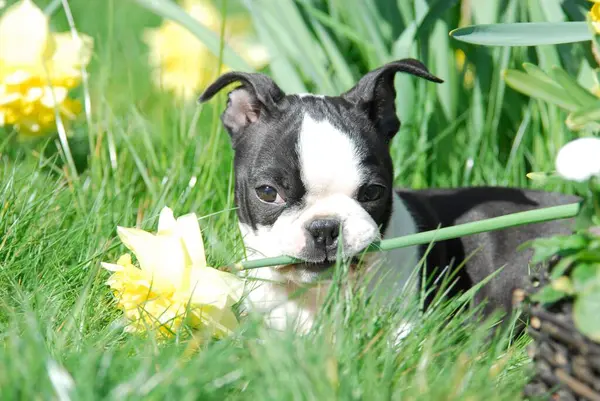 Boston Terrier Cachorrinho Flores Narciso — Fotografia de Stock