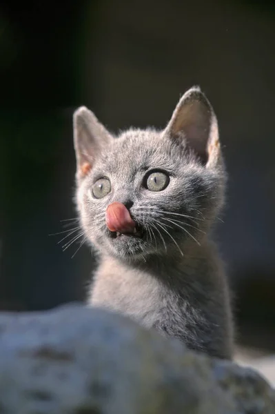 Young Domestic Kitten Siamese Carthouse Mix Weeks Old Tongue Out — Stock Photo, Image