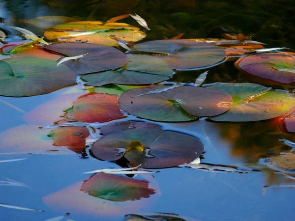 Garden Pond Lily Pads — Stock Photo, Image