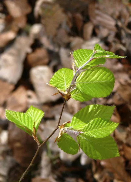 Fresh Sprouting Beech Leaves Springtime — Stock Photo, Image