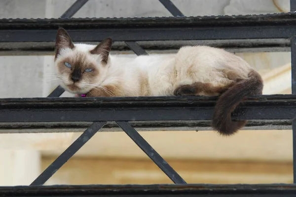 Şehirdeki Kedi — Stok fotoğraf