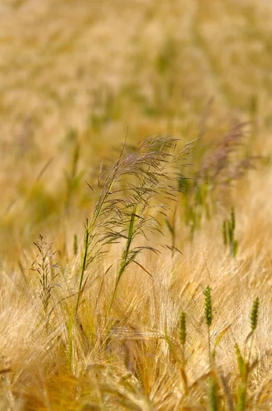 Rye Secale Cereale Veld Rogge — Stockfoto