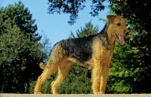 Airedale Terrier Waterside Terrier Bingley Terrier Fci Standard —  Fotos de Stock