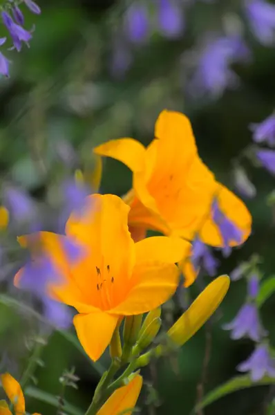 Lys Fleurs Jaunes Dans Jardin — Photo