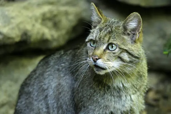 Wildcat Common Wild Cat Felis Silvestris Německo Zajatec Evropa — Stock fotografie