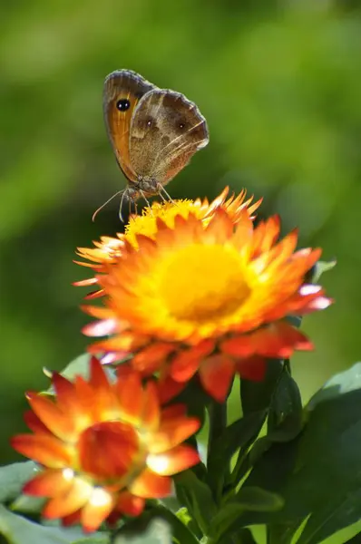 Pillangó Kis Széna Pillangó Száraz Virág Kertben — Stock Fotó